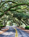 Hilton Head Islands klassiske oak trees