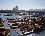 Pier 39 i San Francisco