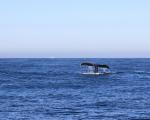 Hvalsafari i Monterey