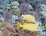 Snorkling i Key West