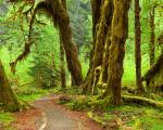 Ho Rain Forest