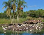forlystelsesparker-i-orlando-animal-kingdom