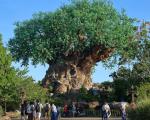 forlystelsesparker-i-orlando-animal-kingdom-tree-of-life