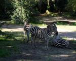 forlystelsesparker-i-orlando-animal-kingdom
