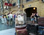 forlystelsesparker-i-orlando-universal-studios-hogwarts-express