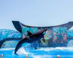 seværdigheder-i-san-diego-seaworld