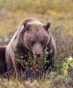 Bjørn i Denali