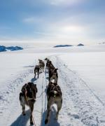 På tur i hundeslæde