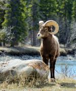 En bjergged i Jasper