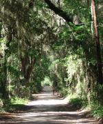 Oak alley