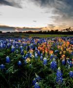 Texas